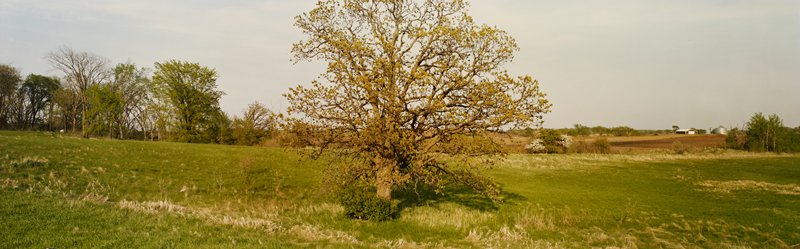 Oak, Meadows, Scott County, Minnesota, Stuart D. Klipper, 1981