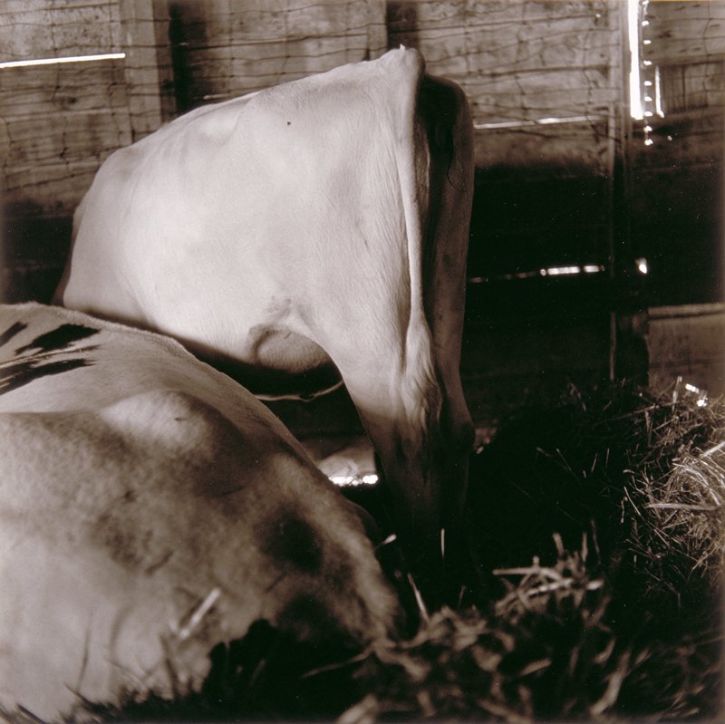 Untitled, Ricardo Bloch, 1979