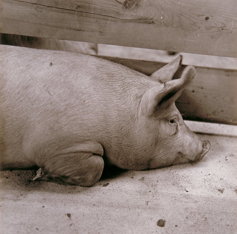 Untitled (pig), Ricardo Bloch, 1979