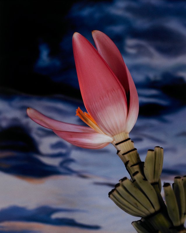 Banana Wand, Stephanie B. Torbert, 1991