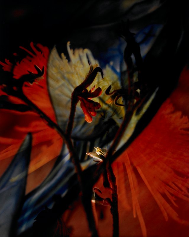 Inflorescence, Stephanie B. Torbert, 1991