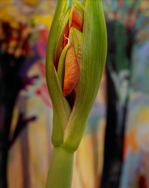 Amaryllis Spring, Stephanie B. Torbert, 1996