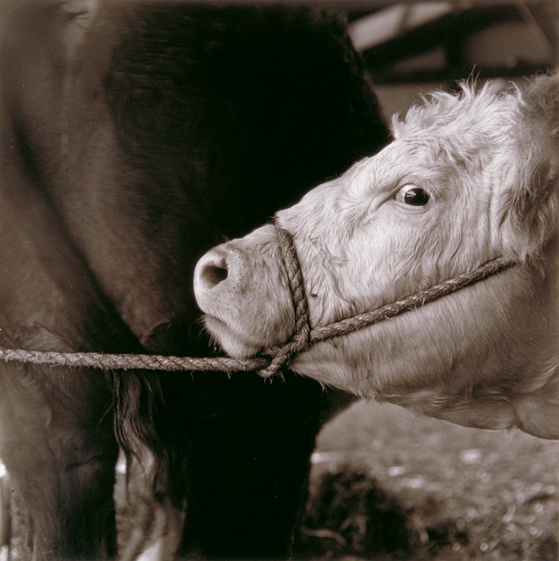 Untitled (cow's head), Ricardo Bloch, 1979