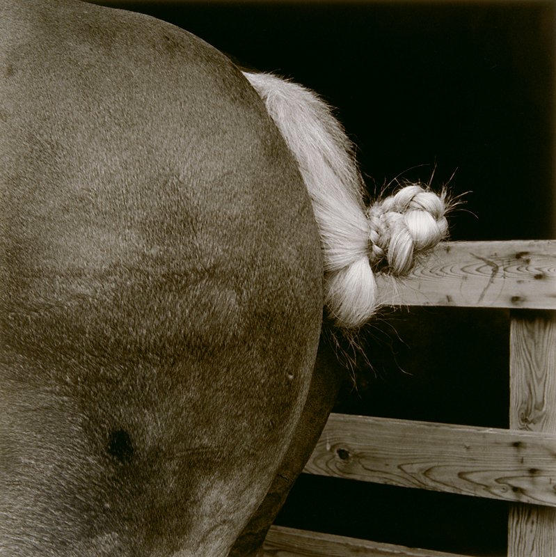 Untitled (braided horse's tail), Ricardo Bloch, 1979