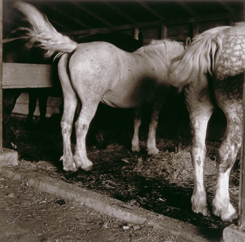 Untitled (horses), Ricardo Bloch, 1979