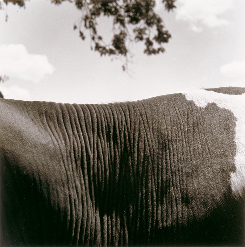 Untitled (cow's back), Ricardo Bloch, 1979