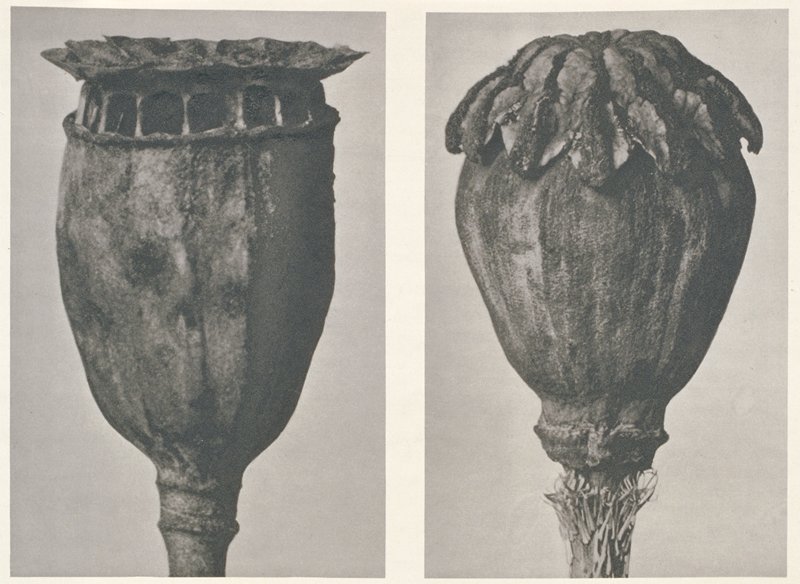 Papaver, Karl Blossfeldt, 1928 or before