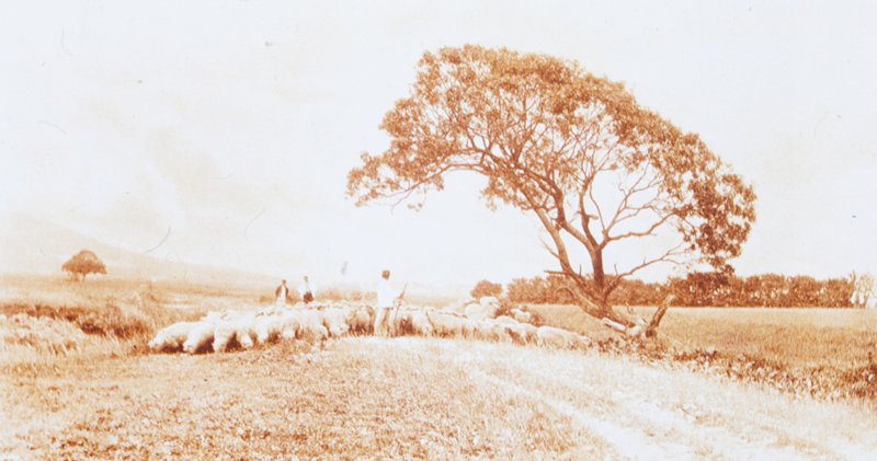 Returning From the Pasture, Tom J. Bright, c. 1898-99