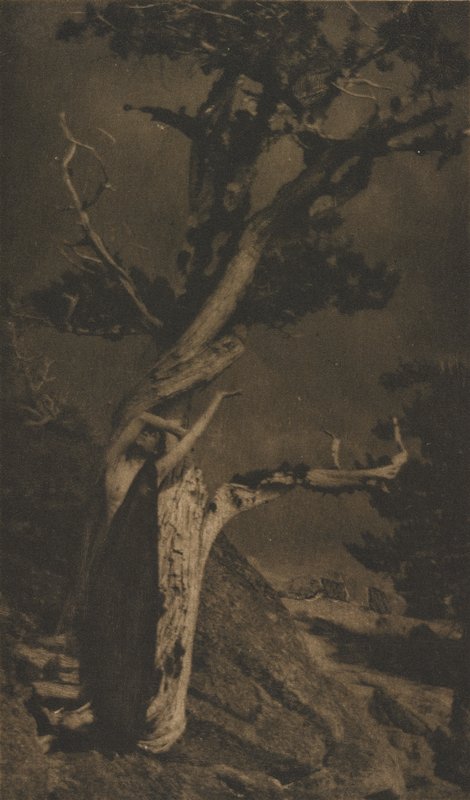 The Dying Cedar, Anne W. Brigman, January 1909