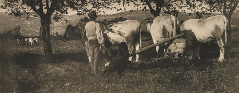 Ploughing Team, James Craig Annan, July 1907