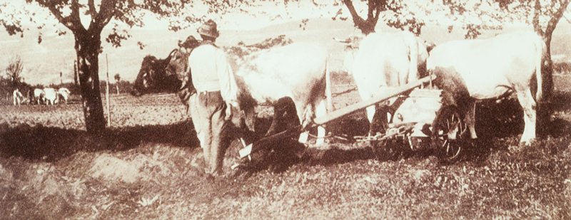 Lombardy Ploughing Team, James Craig Annan, 19th century