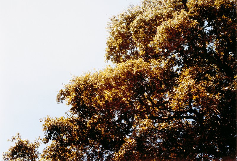 Untitled, William Eggleston, 1978