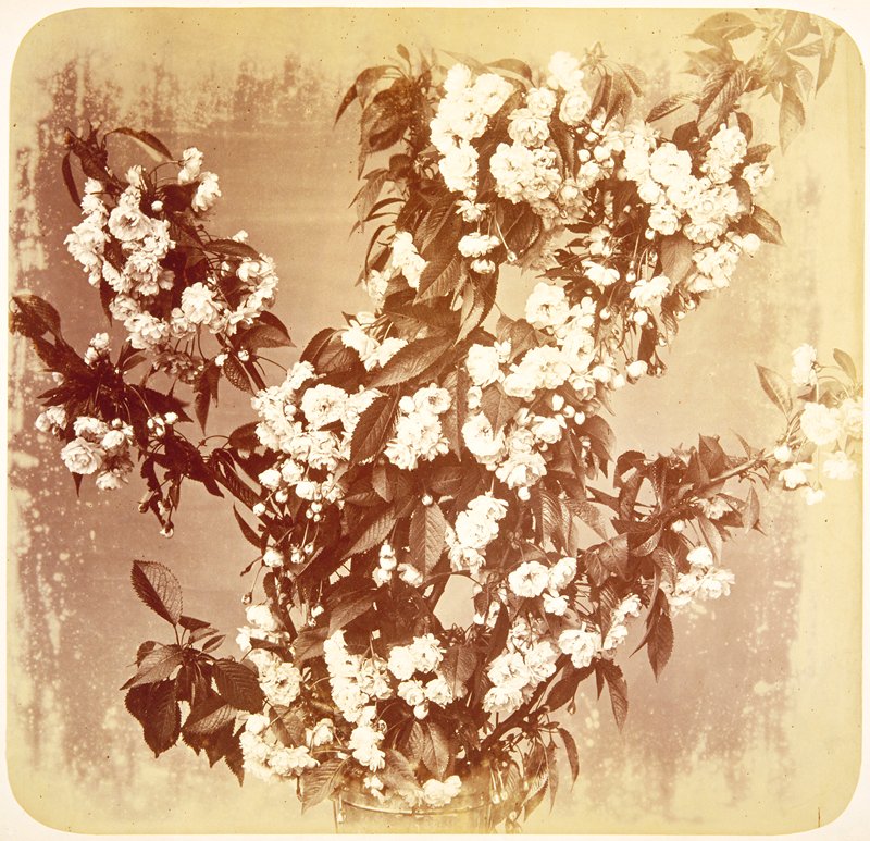 Untitled, Adolphe Braun, c. 1854