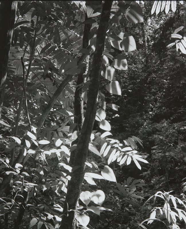 Costa Rica, Stuart D. Klipper, 1989