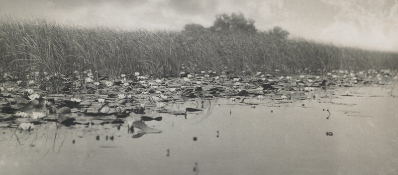 Water-Lillies, Peter Henry Emerson, 1886