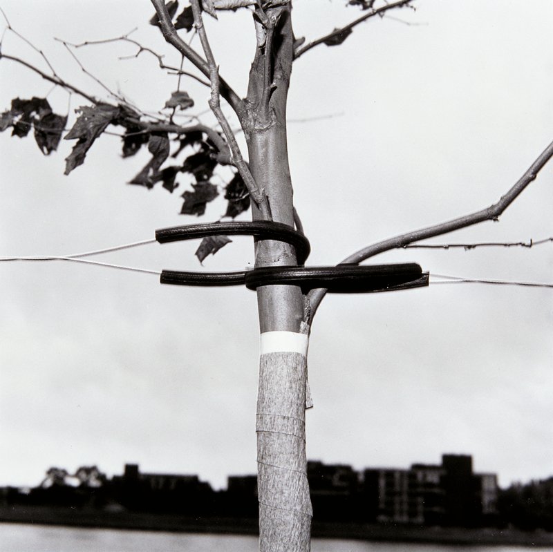 Untitled, Elsa Campbell, 1978