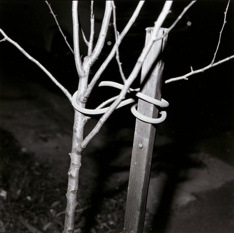 Untitled, Elsa Campbell, 1978