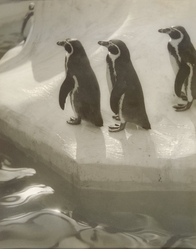 Penguins Three, Eleanor Parke Custis, c. 1939