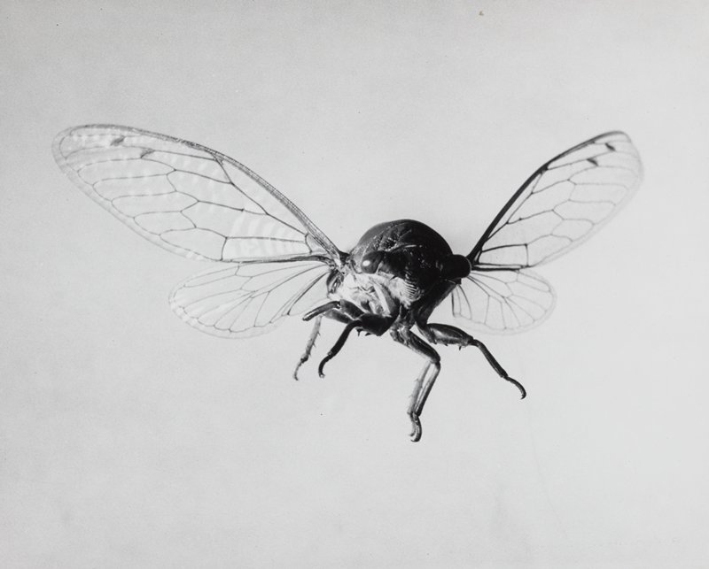 Cicada, Harold E. Edgerton, 20th century