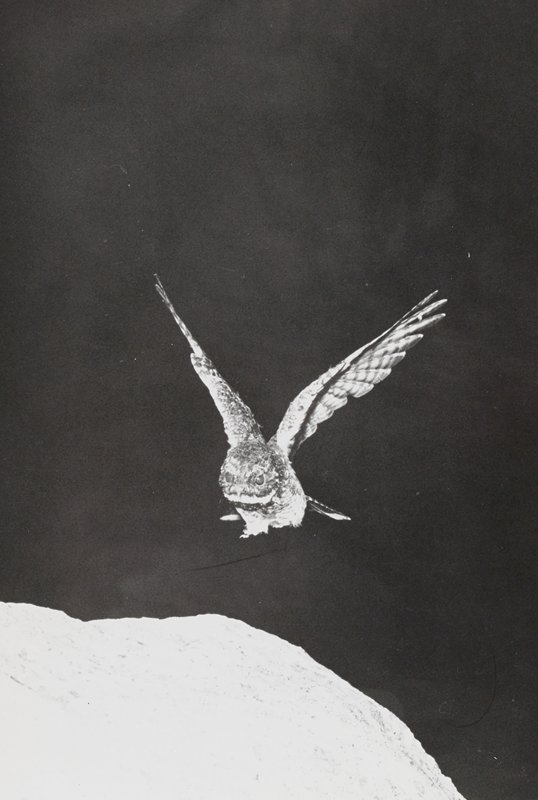 Owl, Harold E. Edgerton, 20th century