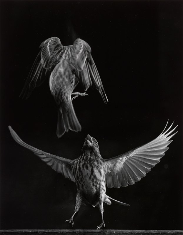 Fighting Finches, Harold E. Edgerton, 1936
