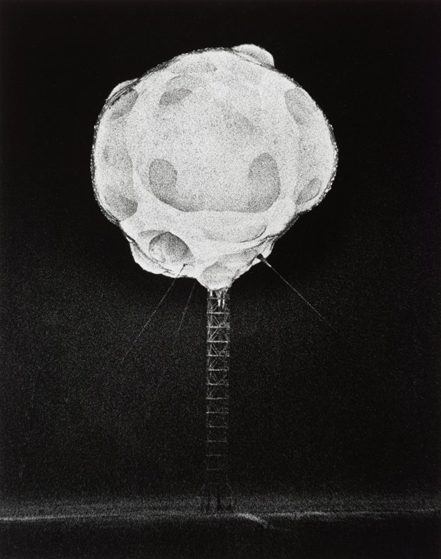 Atomic Bomb Explosion, Harold E. Edgerton, before 1952