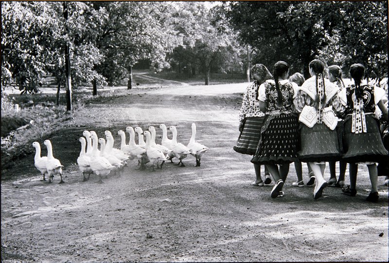 Geese, Hungary, Elliott Erwitt, 1964 (printed 1977)