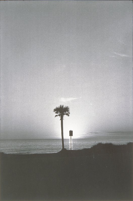 Tree and Sign, Panama City, Florida, Elliott Erwitt, 1974