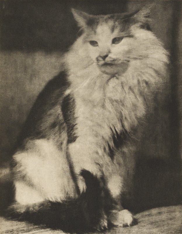 The Cat, Frank Eugene, October 1916