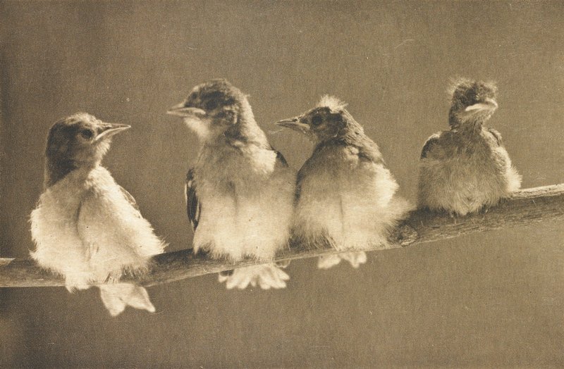 A Study in Natural History, A. Radclyffe Dugmore, January 1903