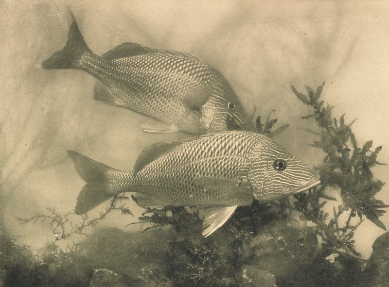 Fish, A. Radclyffe Dugmore, January 1907