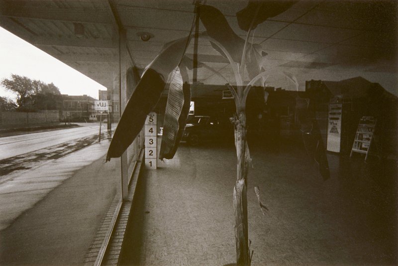Palm Tree, Interior, Michael Dickey, 1978