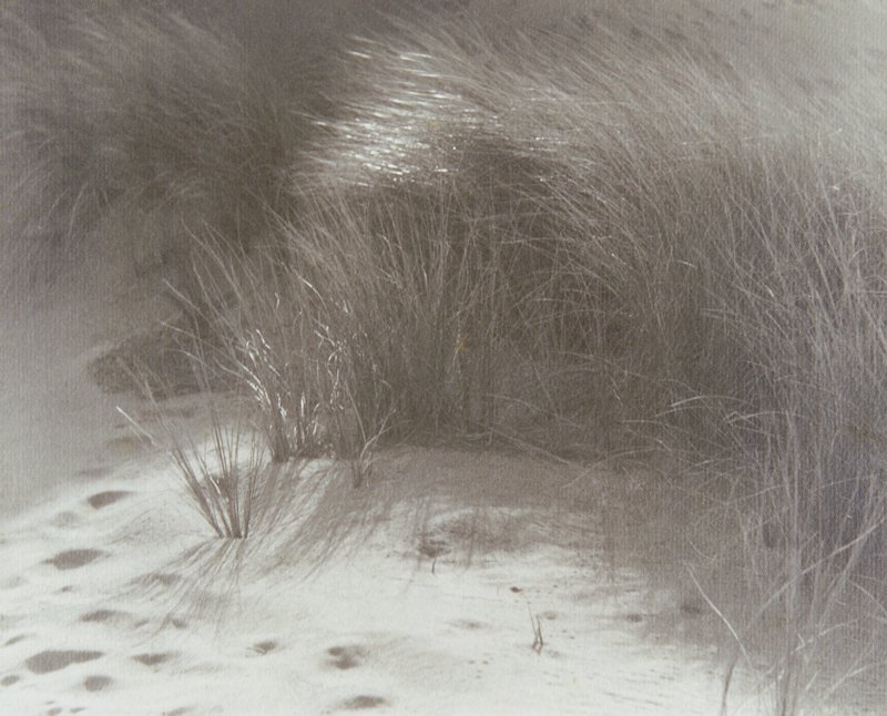 Beach Grass, William E. Dassonville, c. 1920