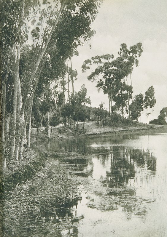 Eucalyptus Grove, A. Leaman Davis, c. 1943