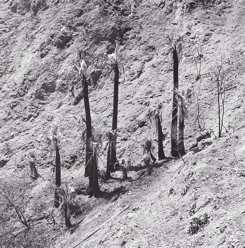 Soboba Hot Springs, California (II), Joe Deal, 1979