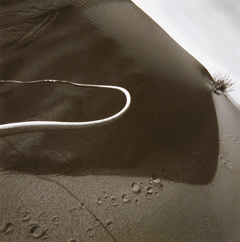 Kelp in Dunes, Fort Bragg, California, Peter de Lory, 1972