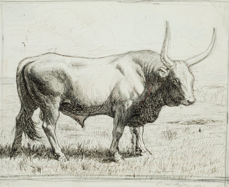 Bull of the Roman Campagna, Evert van Muyden, 1891