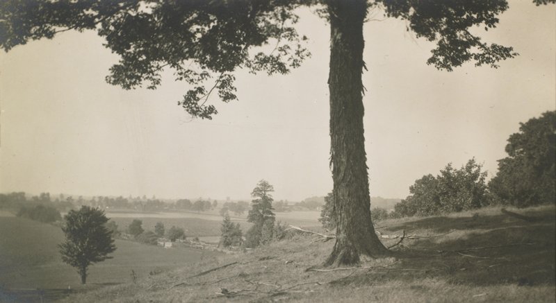 Untitled [trees, looking down from hill], William J. Mullins, c. 1904