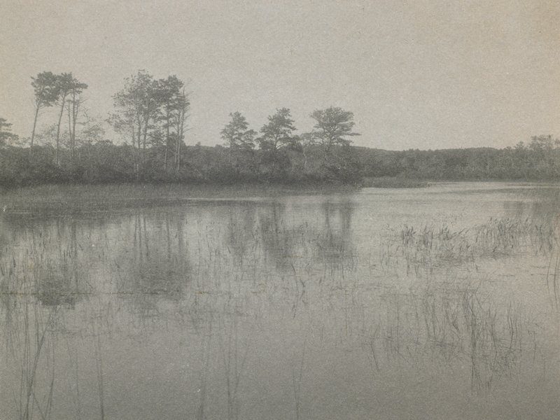 Untitled [landscape, marsh and trees], William J. Mullins, c. 1900