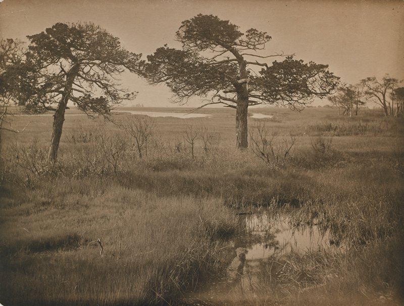New Jersey Cedars, Henry Troth, c. 1900