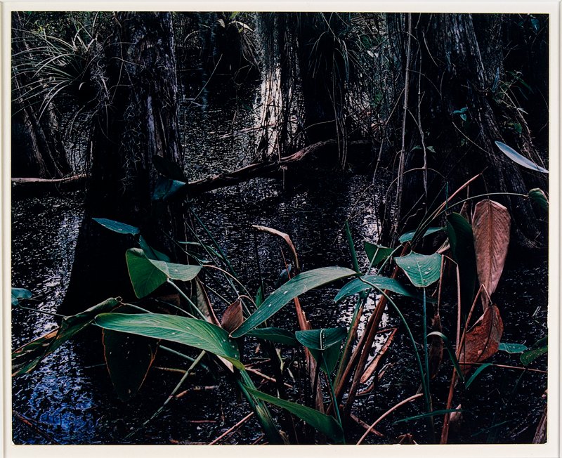 Cypress Swamp, February 1954, Florida, Eliot Porter, 1954