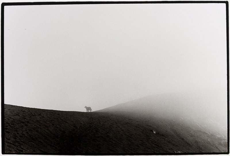 Dog on Volcano, Tilo Rausch, 1995