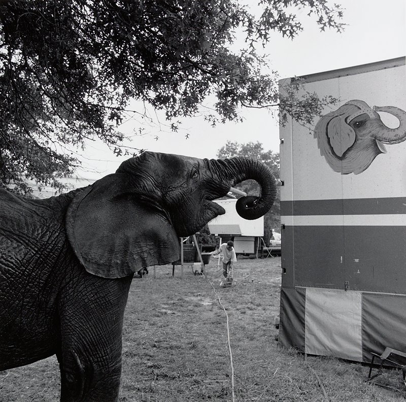 Orange County Fair, Middletown, NY, Toby Old, 1989
