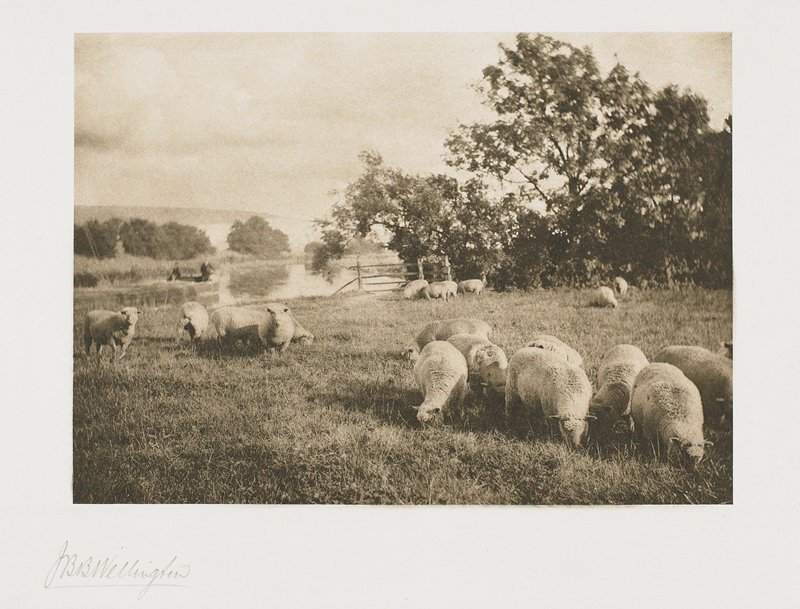 A Study of Sheep, J. B. B. Wellington, April 1890