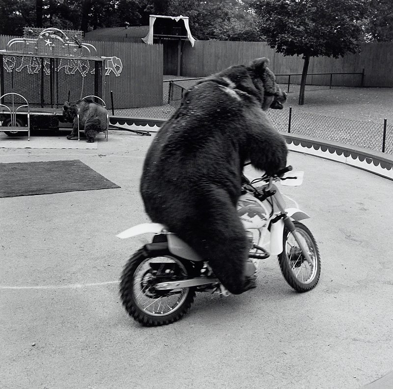 Catskill Game Farm, Catskill, NY, Toby Old, 1995