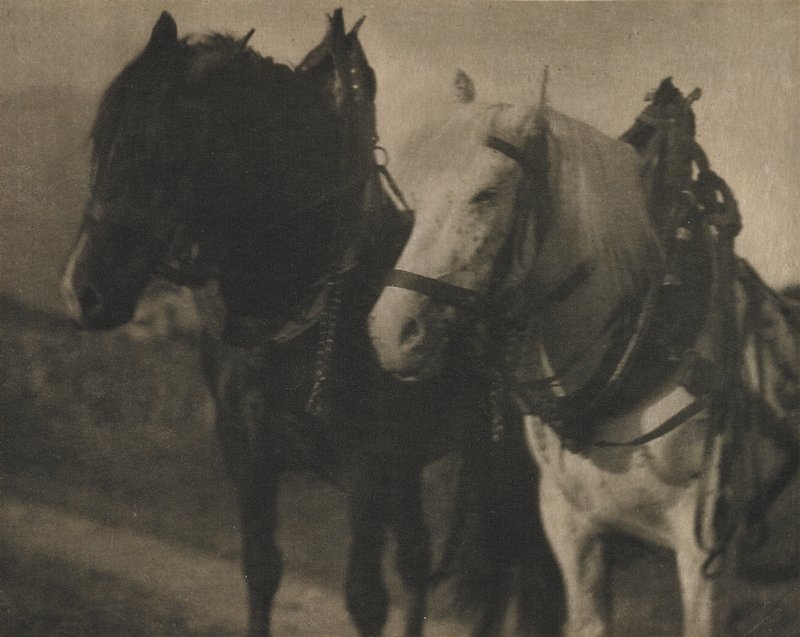 Horses, Alfred Stieglitz, October 1905