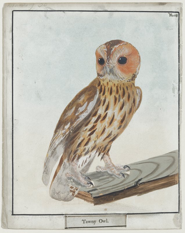 Tawny Owl, No. 28, William Lewin, 1789