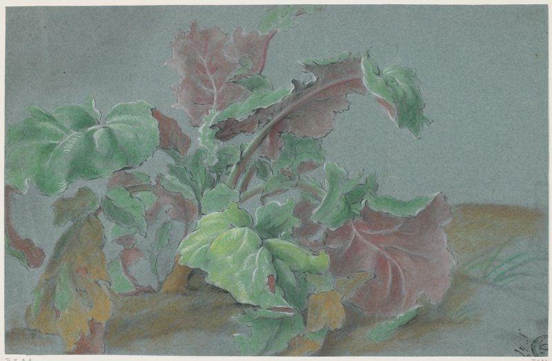 Plant, Showing Leaves with Green Upper Sides and Red Lower Sides, Possibly France, 1800–33