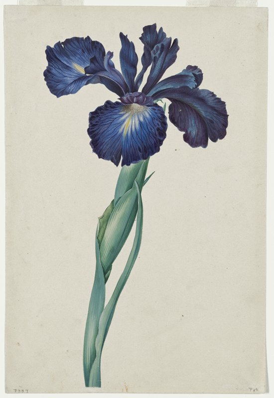 Study of an Iris (Iris sp.), early 19th century