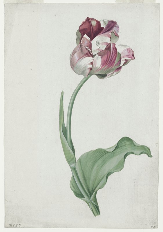 Tulipa gesneriana (Didier's Tulip), Josepha Tusch, 1816